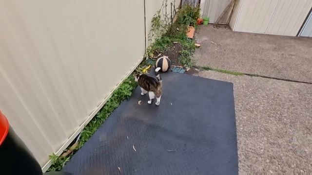 В гостях у кумы . Оформление дома на Новый Год . Домашние животные Австралии . Элла Австралия смотреть онлайн