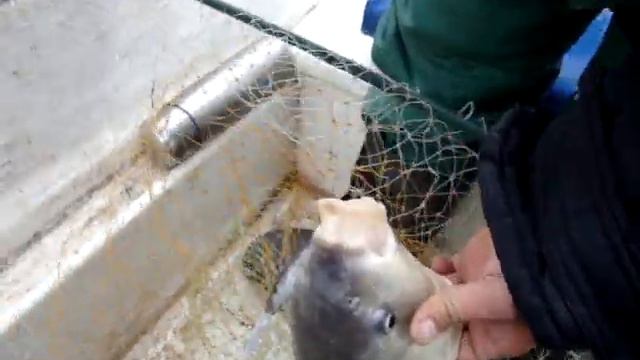 Осень.Мангут.КБ1. смотреть онлайн