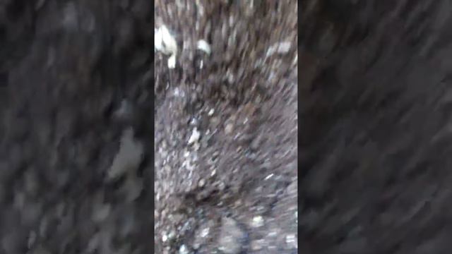 Помогите!!!!! Что с цветком?! Насекомые и бнлые наросты! Что же мне делать?((😢😭 смотреть онлайн