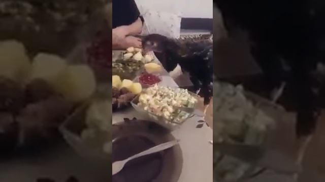 петух исправляет новый год XD