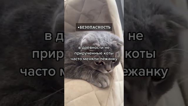 Где спят Ваши питомцы
