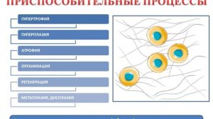 Компенсаторно-приспособительные процессы - общие вопросы