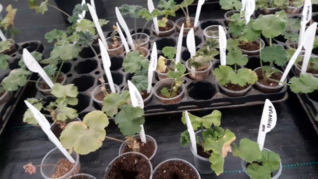 Эксперимент по выращиванию пеларгоний в кубиках Root Riot смотреть онлайн