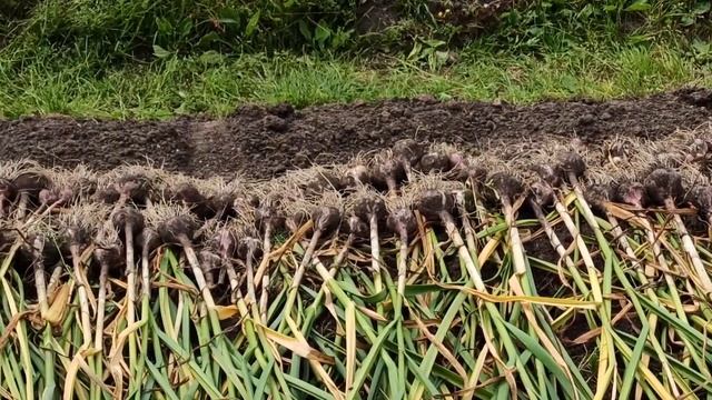 Чеснок на садовом участке. Овощи на садовом участке. смотреть онлайн