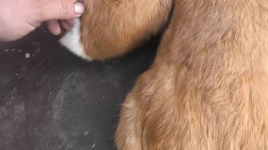 Чем отличается кролик породы Бургундский от НЗК