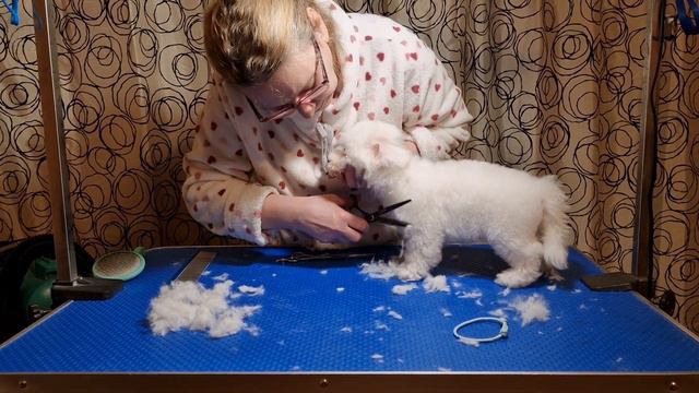 Стрижка щенка Бишон фризе за 15 минут✂️ #kennel_BrightStarDog #стрижкащенка #groomingpuppy #puppies смотреть онлайн