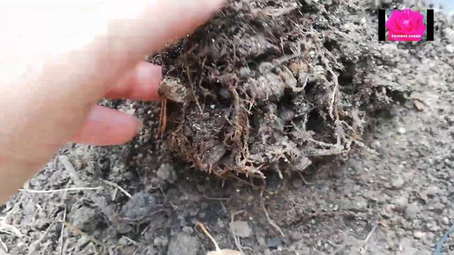 ЛАВАНДА НАЧИНАЮЩИМ. ПОСАДКА смотреть онлайн