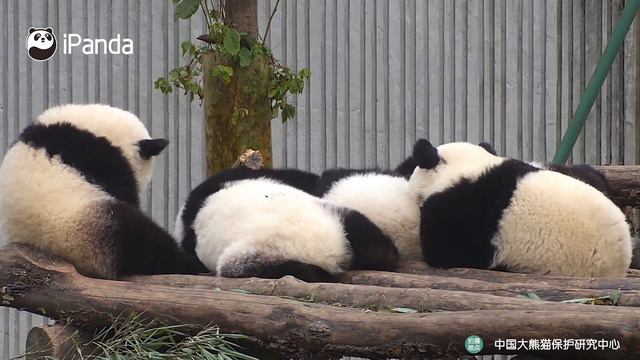 Panda's Way Of Showing Love To The Bestie | iPanda смотреть онлайн