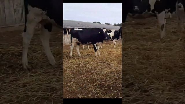 Продажа КРС в Кабардино Балкарий. Продажа племенных нетелей в Нальчике. смотреть онлайн
