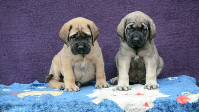English Mastiff puppies мастифы щенки www.bull-mastiff-dog.com смотреть онлайн