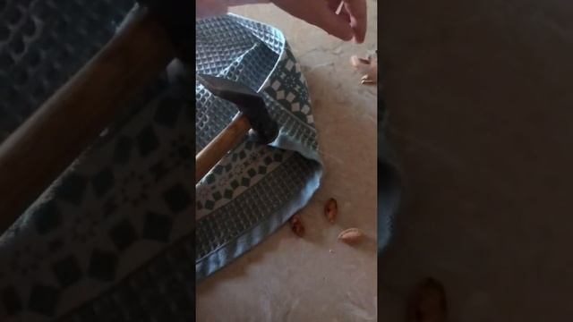 Проращивание из косточки сливы сливовое дерево часть1 смотреть онлайн