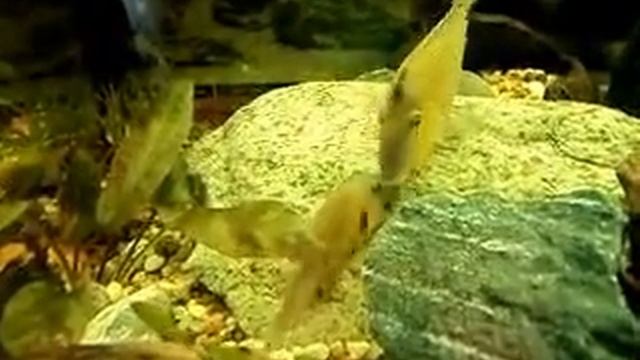 Geophagus steindachneri spawning смотреть онлайн