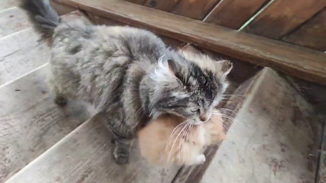Котятам Пушинки сегодня 1 месяц вышли погулять кошка и котята / cat and kittens смотреть онлайн