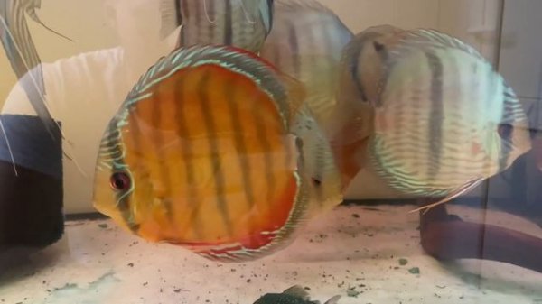 Обзорное видео , что поменялось , что есть и что будет у Discus39.