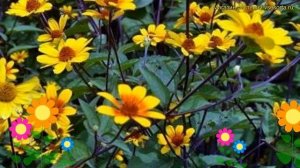 Гелиопсис подсолнечниковидный Прайри сансет. Краткий обзор heliopsis helianthoides Prairie Sunset
