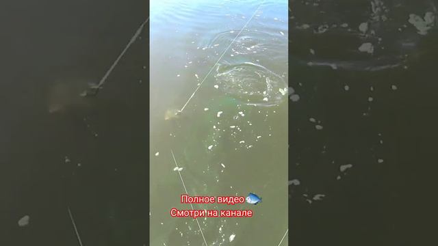 Астраханская рыбалка 2023 #астрахань #рыбалка #карась #лайк смотреть онлайн