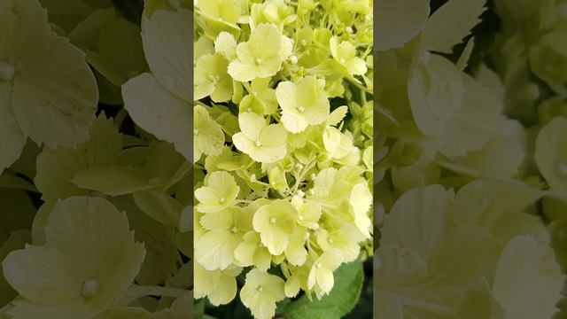 Гортензия метельчатая "Полярный медведь" смотреть онлайн