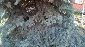 Когда и как подстричь ЕЛЬ? Самостоятельно без опыта, подробная инструкция стрижки ели .