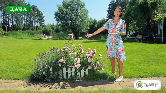 Виды и сорта роз для сада//Как использовать розы в ландшафтном дизайне