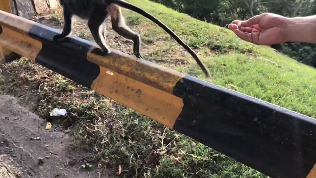 Куала Селангор, штат Малайзии.Холм серебристых обезьян лангуров смотреть онлайн