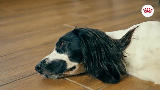 Основне про блохи у собак: чим небезпечні, які виявити та позбутися бліх смотреть онлайн