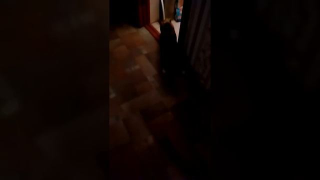 Одели кошке кульки на лапы, приколы с котами, кошками смотреть онлайн