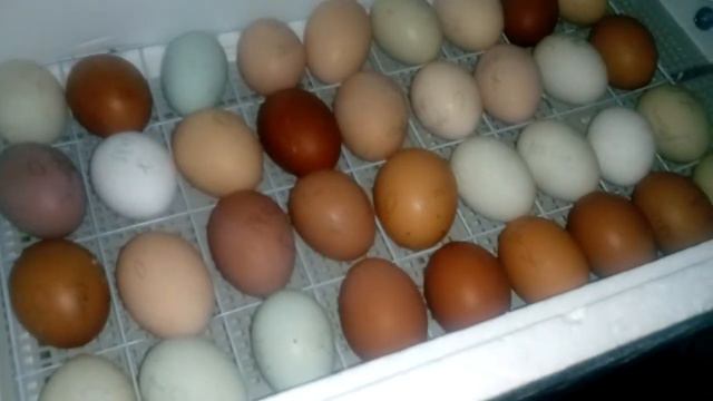 ОБЗОР яиц в инкубаторе "НЕСУШКА " в Кубеинке ( февраль 2019 год) смотреть онлайн