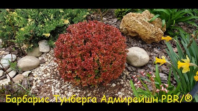 Стрижка туи, бересклета, барбариса, буксуса. Ножницы аккумуляторные Gardena ComfortCut (09857-20) смотреть онлайн