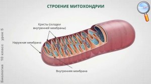 Биология 10 класс (Урок№5 - Мембранные органоиды клетки. Ядро. Прокариоты и эукариоты.)