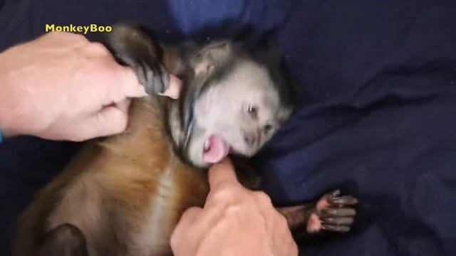 Capuchin Monkey Jumps & Tickle Time! смотреть онлайн