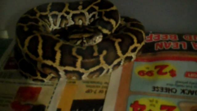 Female Burmese Python Size #2 (Gracie) смотреть онлайн