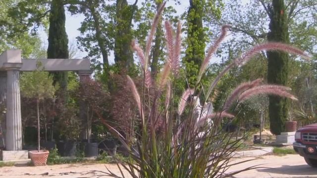 *Red Fountain Grass* +Pennisetum Setaceum 'Rubrum'+FL, NY & TX+