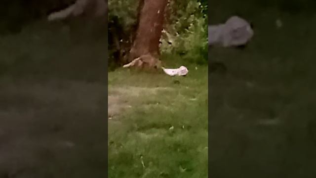 Лиса в Стрельне смотреть онлайн