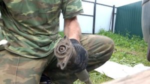 Ситроен С4, Пежо 308, замена задних амортизаторов без снятия колеса.