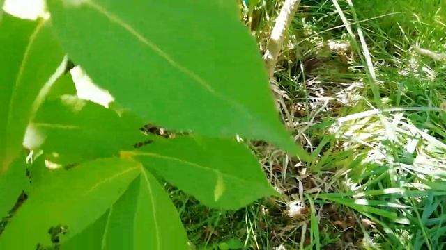 Обрезаю вейгелу сразу после цветения! смотреть онлайн