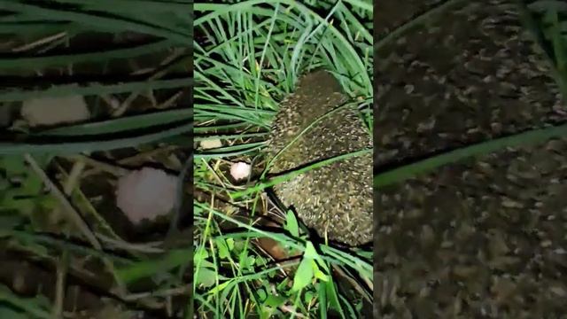 Ёжик- Колючая голова, глазки- бусинки! #respect смотреть онлайн