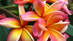 Экхарт Толле - 11. Ощущение внутреннего тела из центра, озвучивает Nikosho.mp4