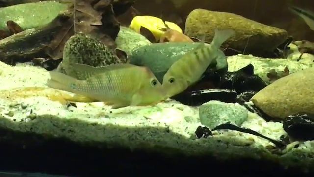 Geophagus steindachneri wild pair spawning смотреть онлайн