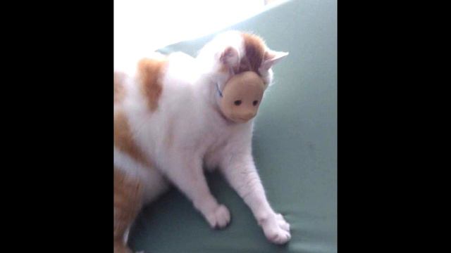 Flamingo but dead смотреть онлайн