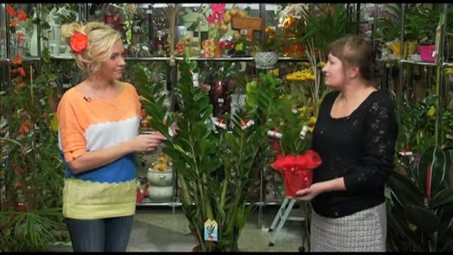 В мире цветов: Роза и Замиокулькас смотреть онлайн