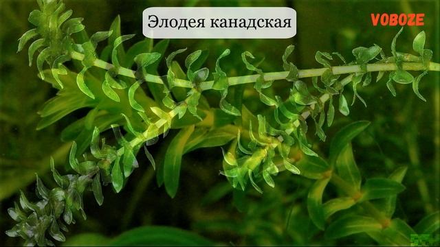 Элодея в аквариуме. Канадская, густолиственная, как сажать, под микроскопом, уход, размножение. смотреть онлайн