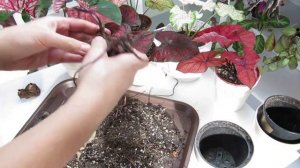 Как вырастить Каладиумы из клубней?