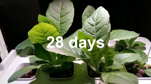 How To Grow Hydroponic Tobacco, Golden Virginia Seeds, Summer Season Growing Part 1.