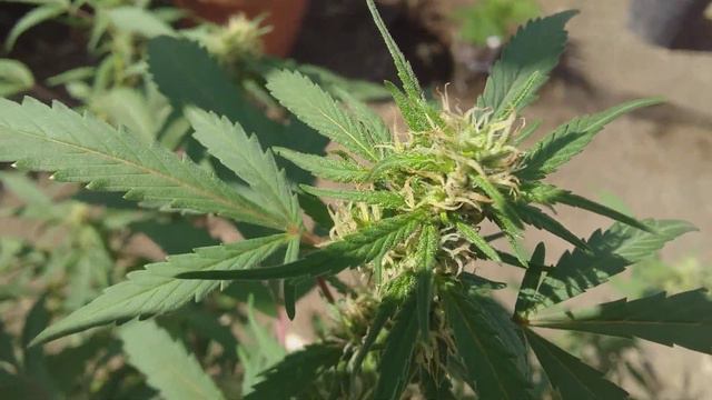 homegrown blueberry auto смотреть онлайн