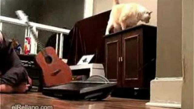 КОТ УДРУЖИЛ