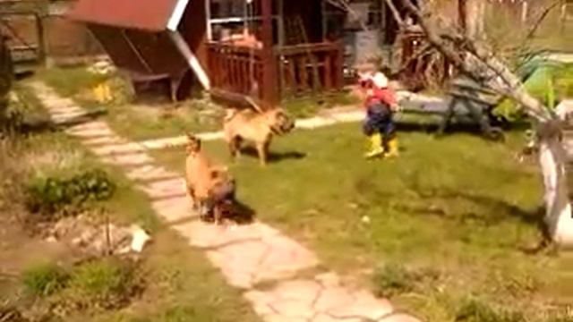 Шарпеи на даче смотреть онлайн