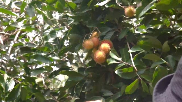 FULL VIDEO 60 Days Of Gardening   Harvesting Gardens Of Chili, Grapefruit, Rambutan, Durian Going T