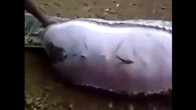 The Man Killed The Python, Opened The Abdomen, And Everyone Watched And Sweated