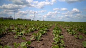 3 секрета выращивания сои