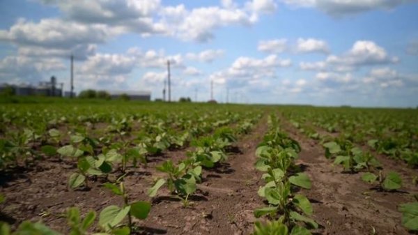 3 секрета выращивания сои